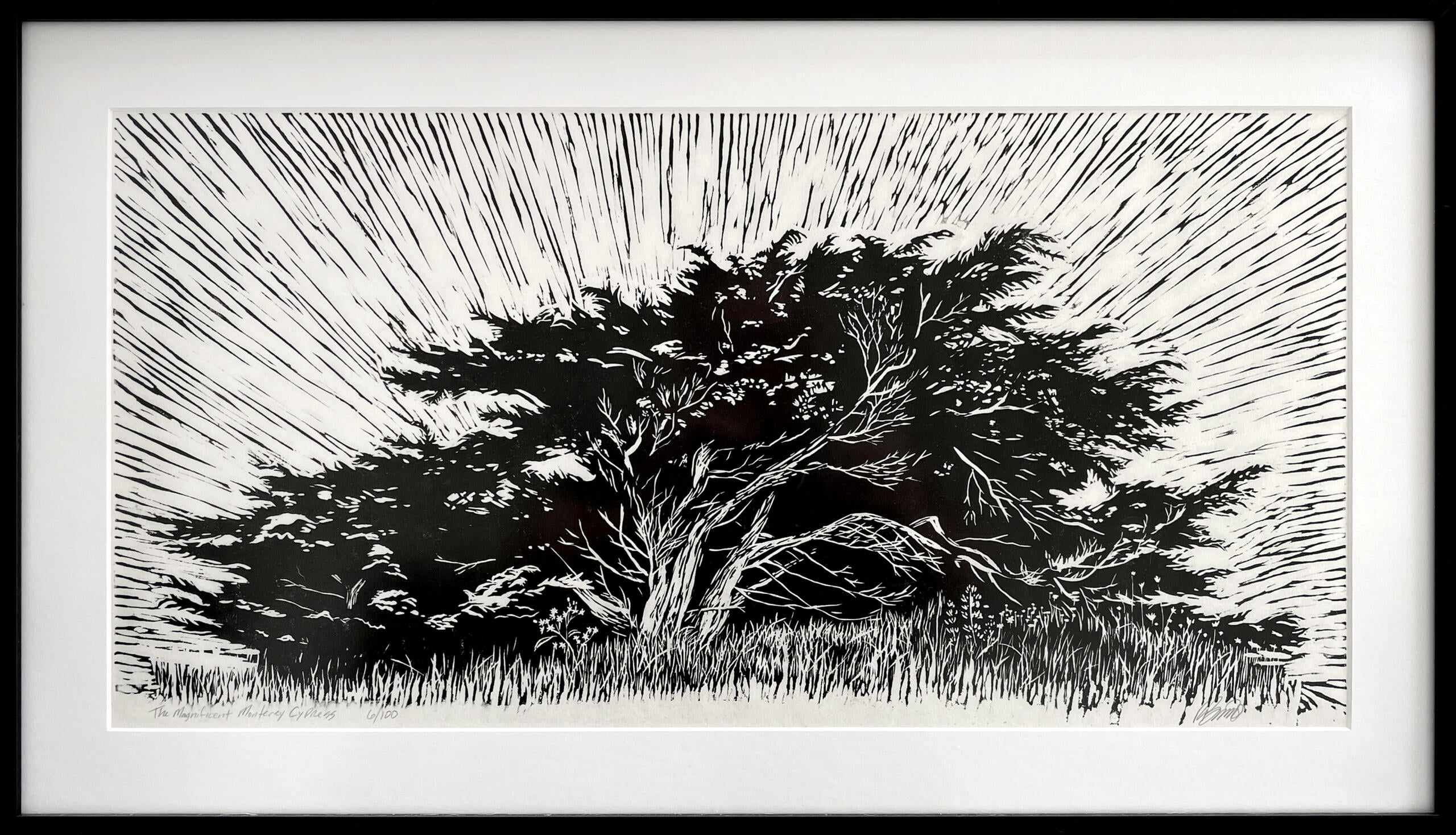 Rich Brimer, Magnificent Monterey Cypress