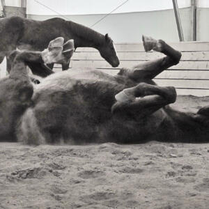 Black and white: two horses in an enclosure, one laying belly-up in the dirt.
