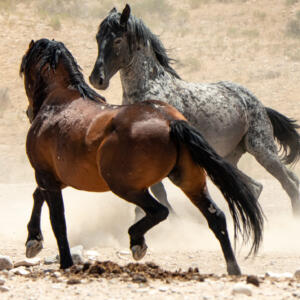a couple of horses running across a dirt field, one turned towards the other.