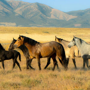A herd of horses walking across a dry grass field with hills in the background.
