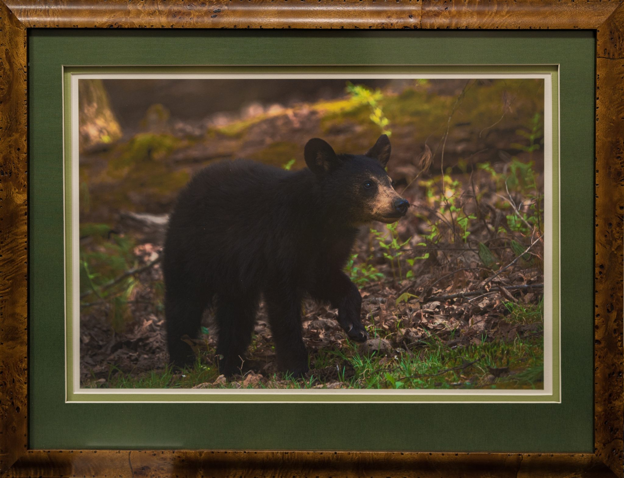 "Baby bear has big claws" on a forest green matte with gray and white inner edges and a non-uniformly-colored brown frame.