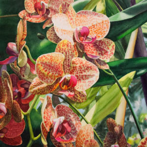 A vine of speckled red and yellow orchids with some bamboo in the background.