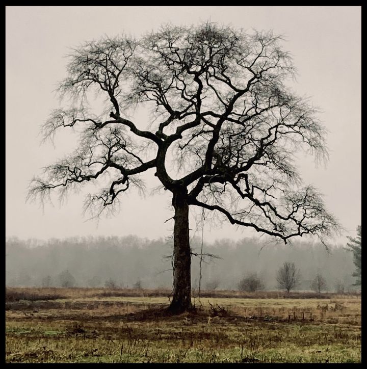 John Regan [NM] : The forgiving tree | Salmagundi Club