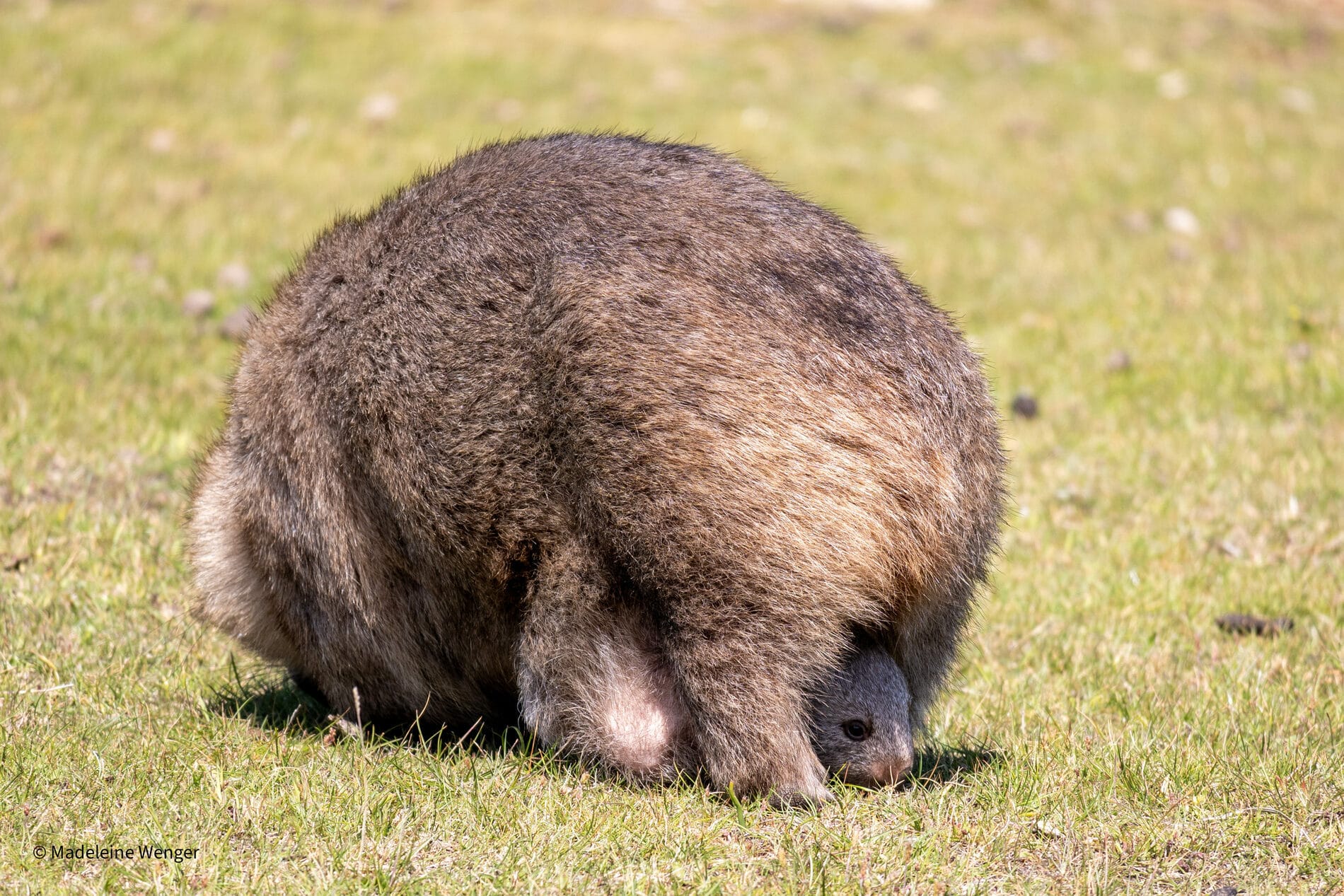 Madeleine Wenger [NM] : Wombat Mom and Joey | Salmagundi Club